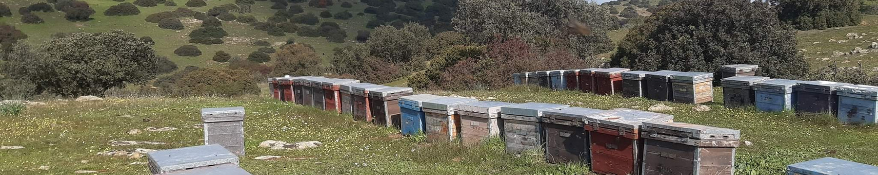 Miel Montes de Vilches